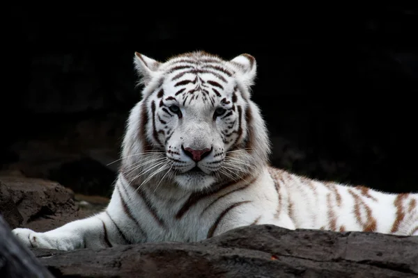 Primer plano tigre blanco — Foto de Stock