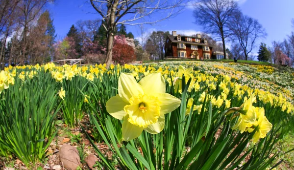 Daffodil blommar på våren — Stockfoto