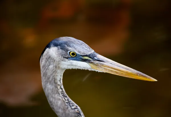 Tropischer Vogel in einem Park in Florida — Stockfoto