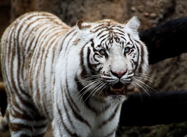 Primer plano tigre blanco — Foto de Stock