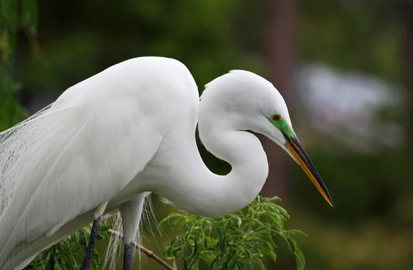 Tropischer Vogel in einem Park in Florida — Stockfoto