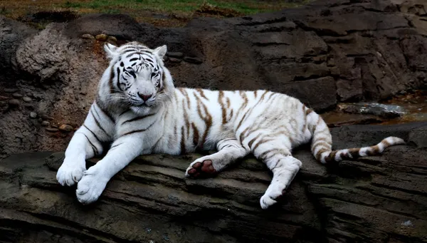 Primer plano tigre blanco — Foto de Stock