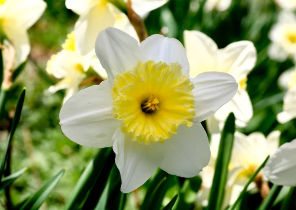 A tavasszal virágzó nárcisz — Stock Fotó