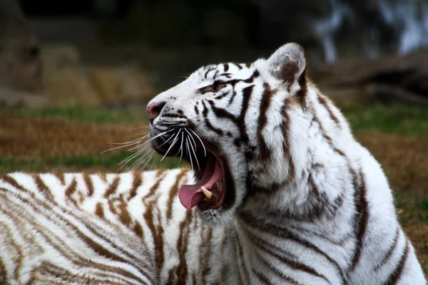 Primer plano tigre blanco — Foto de Stock