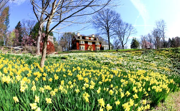 The daffodil blooming in spring — Stock Photo, Image