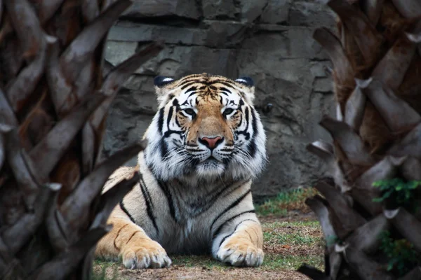 Tigre marrón primer plano — Foto de Stock