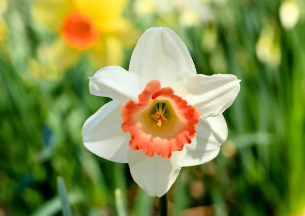 A tavasszal virágzó nárcisz — Stock Fotó