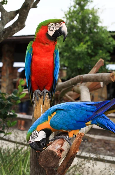 Speaking parrot closeup — Stock Photo, Image