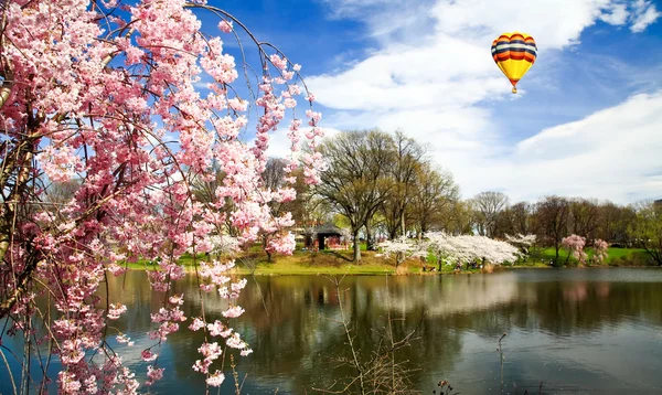 Het festival van de kersenbloesem in new jersey — Stockfoto