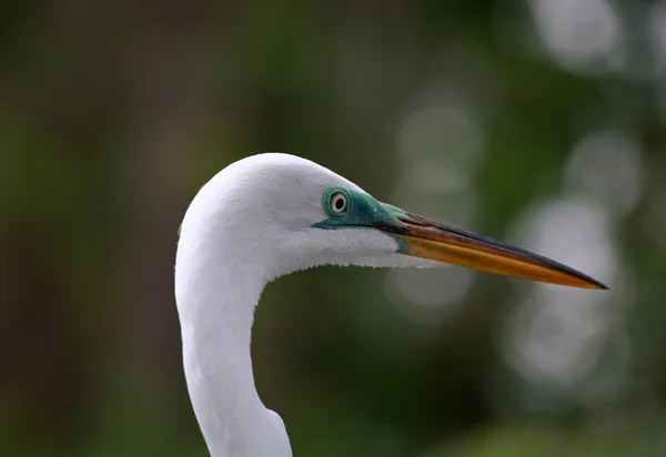 Tropical bird in a park in Florida — Stock Photo, Image