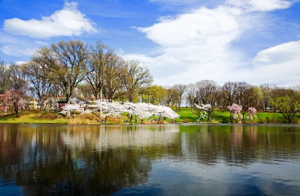 Het festival van de kersenbloesem in new jersey — Stockfoto