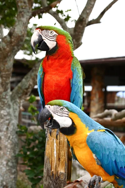 Speaking parrot closeup — Stock Photo, Image