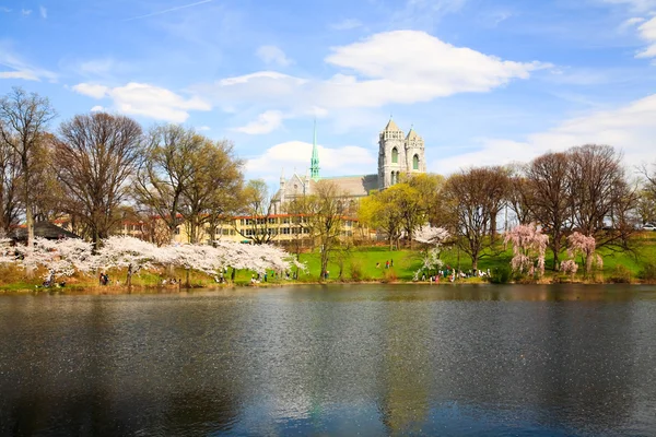 Het festival van de kersenbloesem in new jersey — Stockfoto