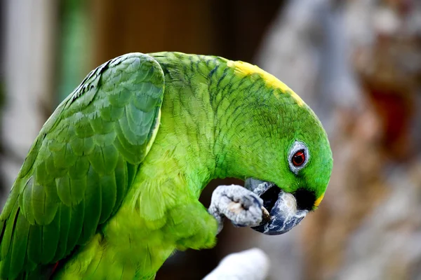 Papagaio falando close-up — Fotografia de Stock