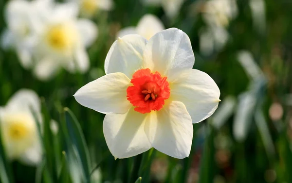 Die Narzissenblüte im Frühling — Stockfoto