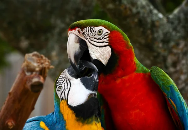 Speaking parrot closeup — Stock Photo, Image