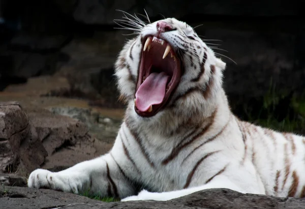 Белый тигр крупный план — стоковое фото