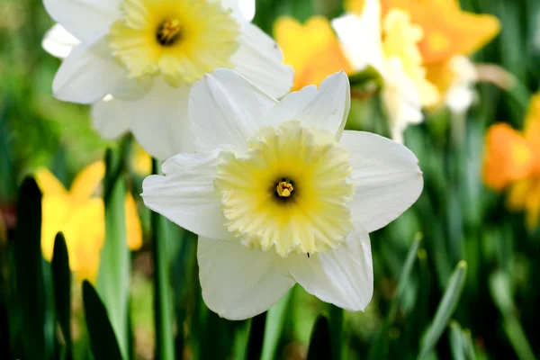 Die Narzissenblüte im Frühling — Stockfoto