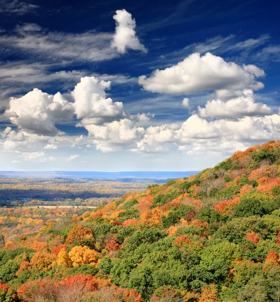 Листья пейзажа — стоковое фото