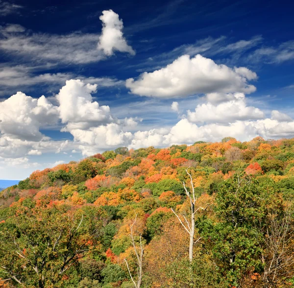 Листья пейзажа — стоковое фото