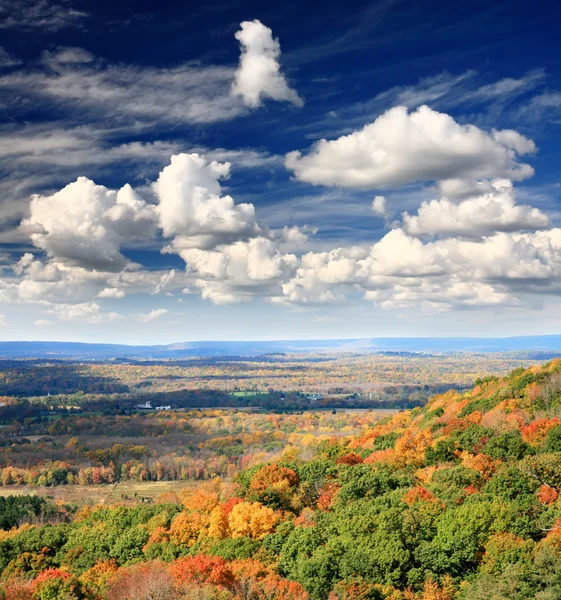 The foliage scenery — Stock Photo, Image