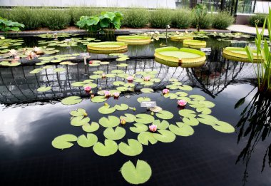 bir Botanik Bahçesi içinde görüntülenen bir nilüfer