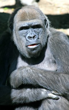 goril