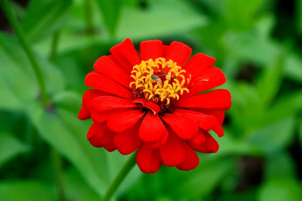 En blomma som visas i en botanisk trädgård — Stockfoto