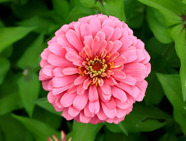 Квітка, виставлена в ботанічному саду — стокове фото