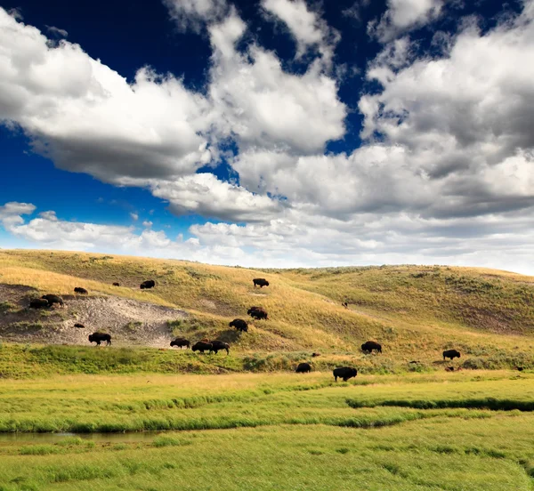 Die Landschaft entlang des Yellowstone River — Stockfoto