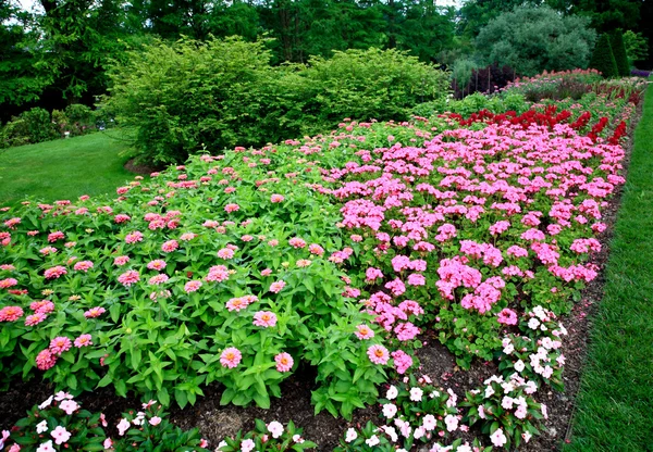 Bir Botanik Bahçesi içinde görüntülenen çiçekler — Stok fotoğraf
