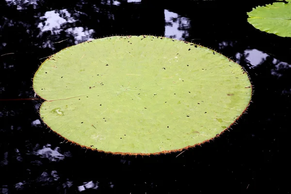 Nenufar wyświetlane w ogrodzie botanicznym — Zdjęcie stockowe