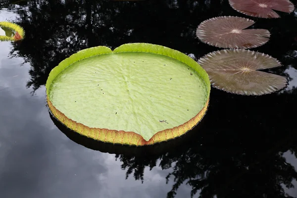 Um lírio de água exibido em um jardim botânico — Fotografia de Stock