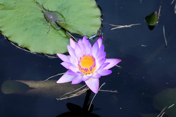 Um lírio de água exibido em um jardim botânico — Fotografia de Stock