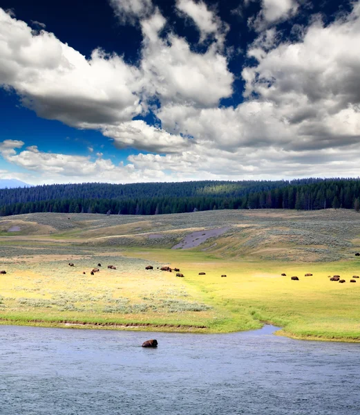 El paisaje a lo largo del río Yellowstone —  Fotos de Stock