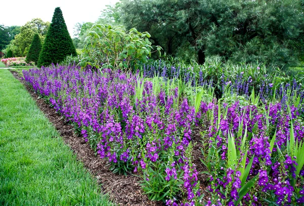 Fleurs exposées dans un jardin botanique — Photo