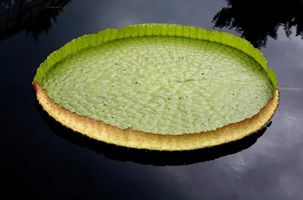 Um lírio de água exibido em um jardim botânico — Fotografia de Stock
