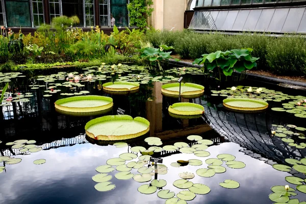 Een water lily weergegeven in een botanische tuin — Stockfoto