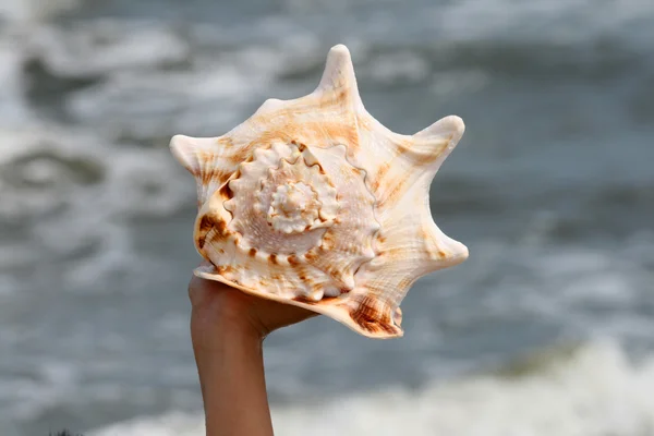 Beautiful giant seashell — Stock Photo, Image