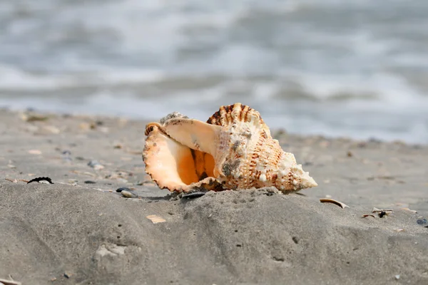 A beautiful giant sea shell at a beach — Stock Photo, Image