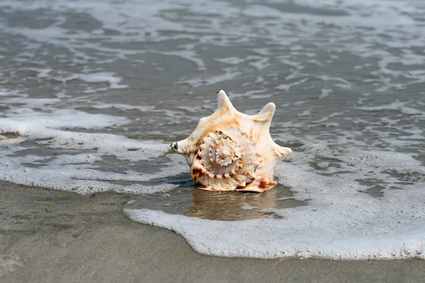 A beautiful giant seashell — Stock Photo, Image