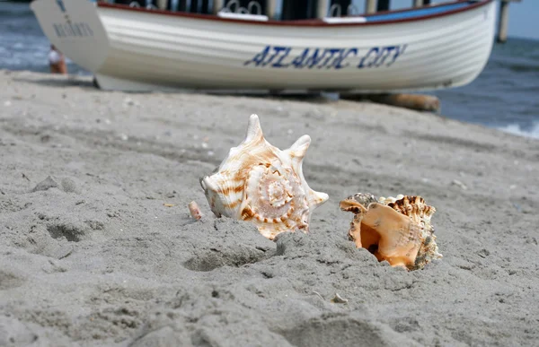 Beautiful giant seashells — Stock Photo, Image