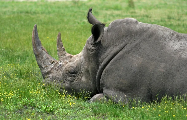 Ein Nashorn — Stockfoto