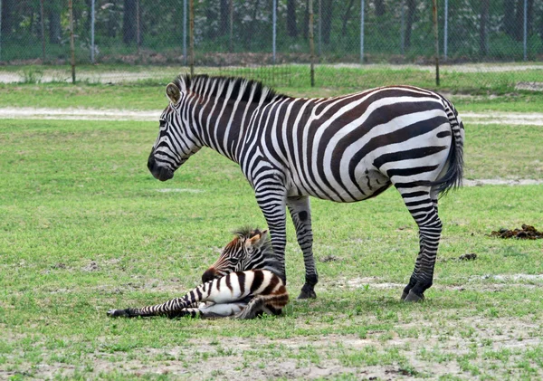 Zebra. — Fotografia de Stock