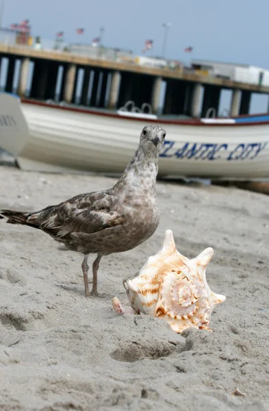 Beautiful giant seashell — Stock Photo, Image