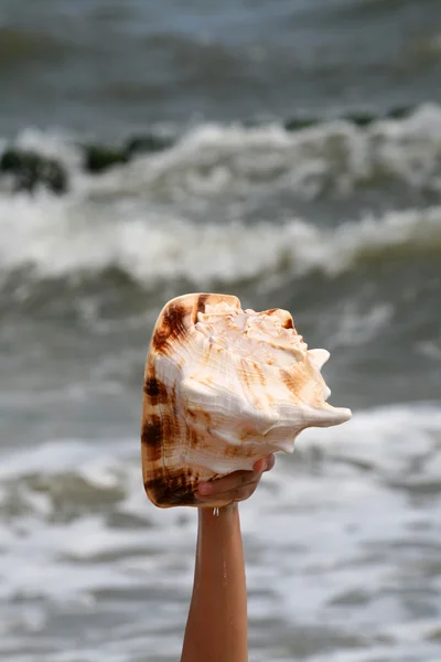 Beautiful giant seashell — Stock Photo, Image