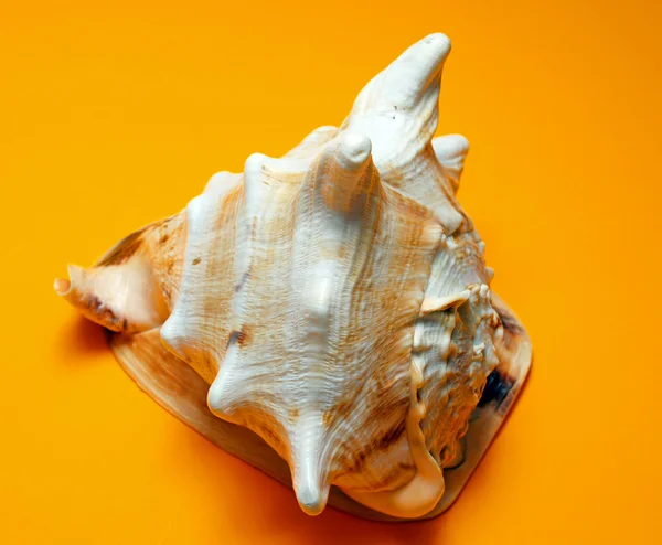 A seashell — Stock Photo, Image