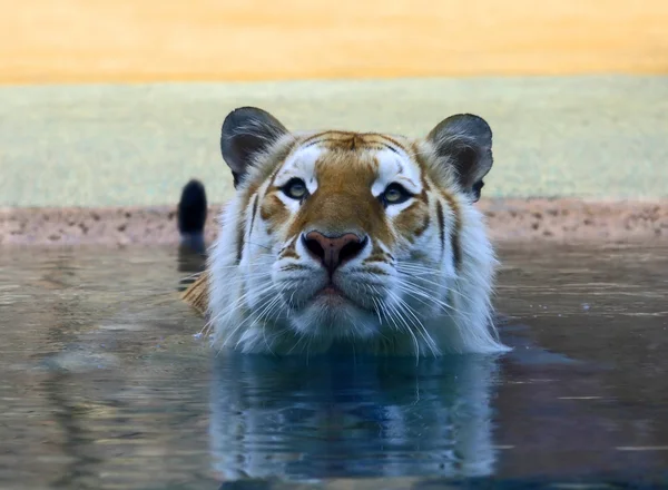 Een bruine tijger — Stockfoto