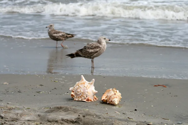 Beautiful giant seashells — Stock Photo, Image