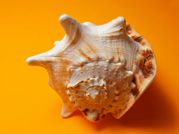 A seashell — Stock Photo, Image